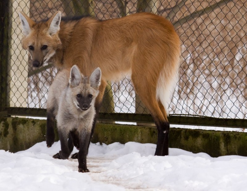 Гривистый волк гуара