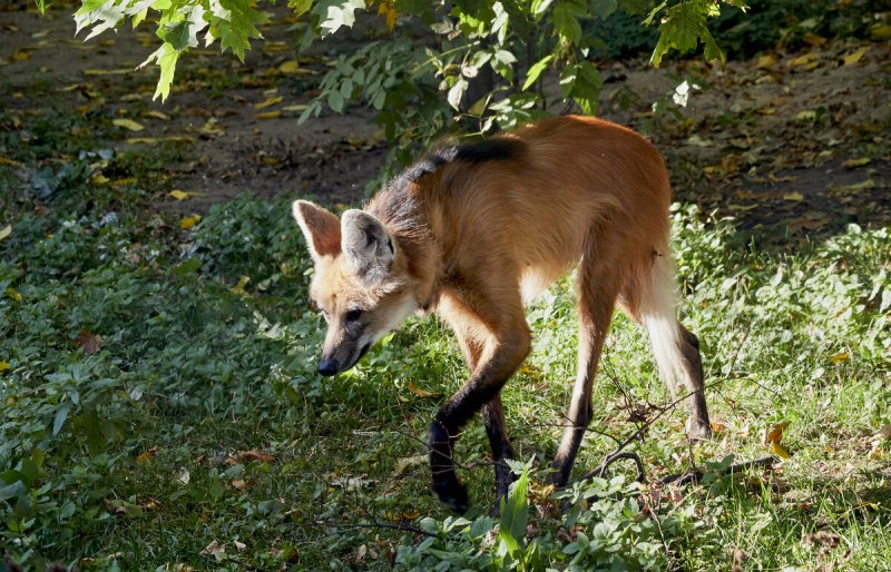 Гривистый волк Бразилия