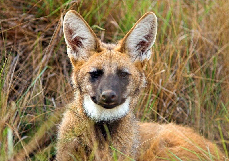 Эфиопский Гривистый волк