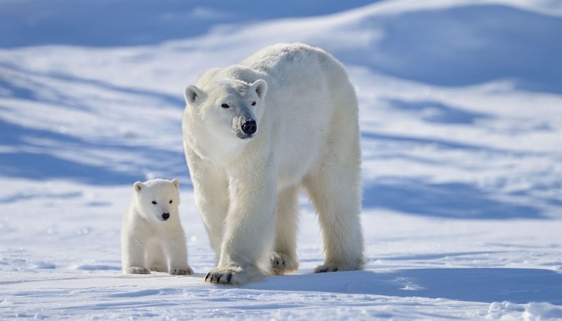Остров Врангеля родильный дом белых медведей