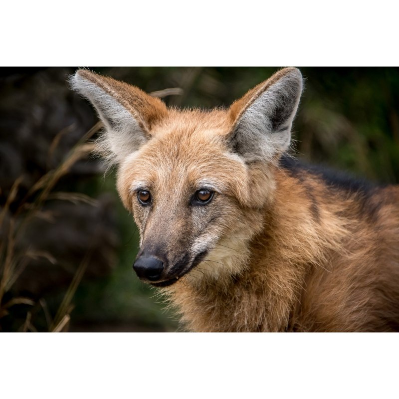 Собака скрещенная с лисой