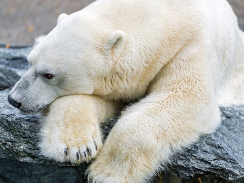 Белый медведь боком