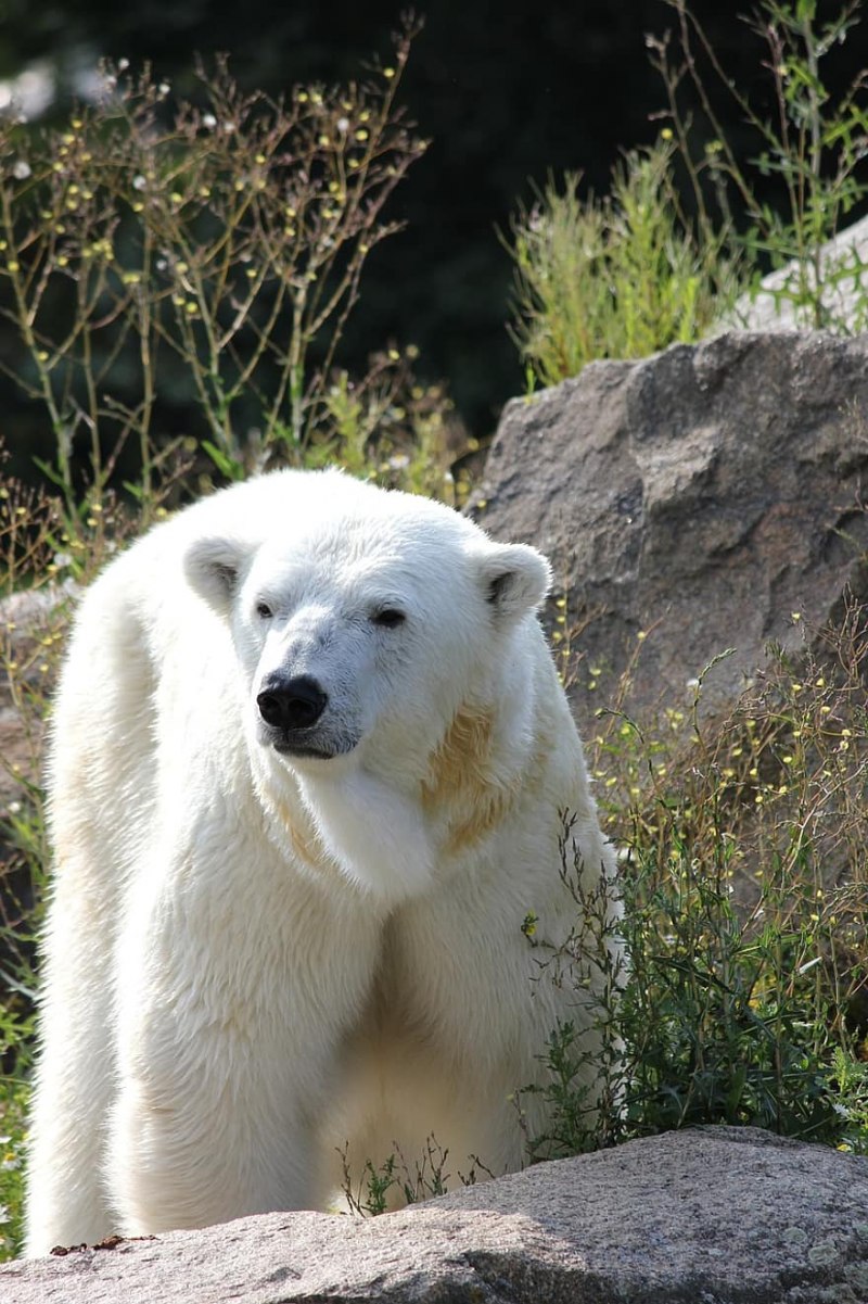 Белый медведь альбинос