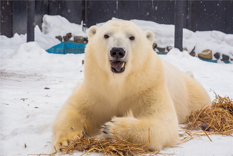 Роев ручей белый медведь