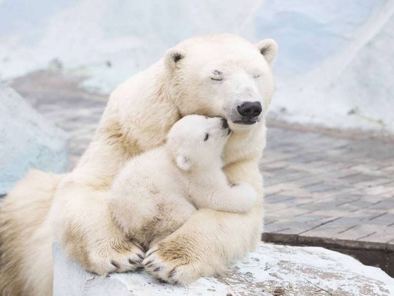 Полярный медведь