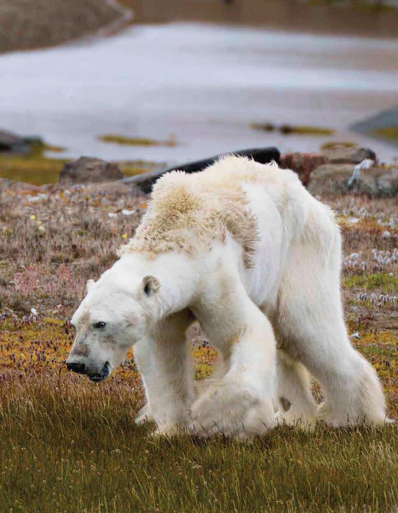 Полярный медведь