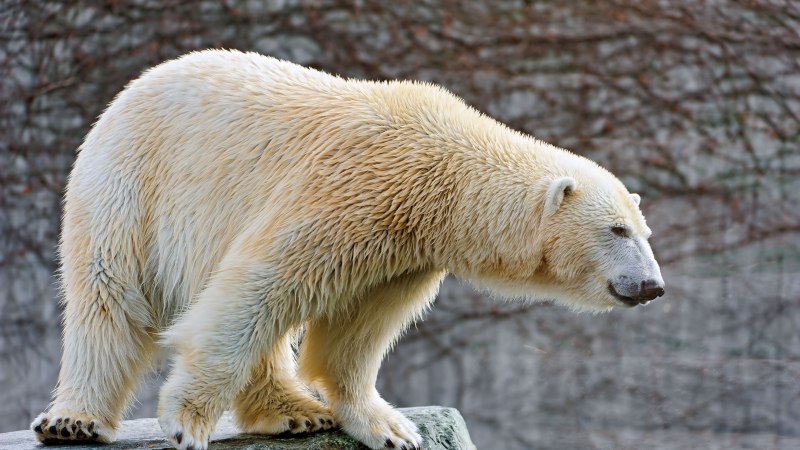 Белый медведь в Северной Америке