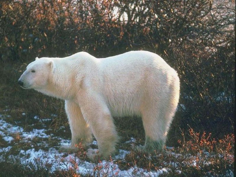 Белый медведь (лат. Ursus maritimus)