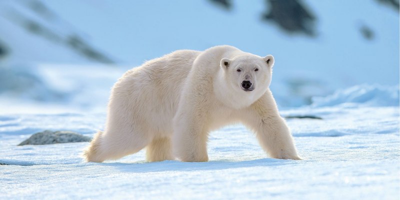 Большой Арктический заповедник медведи