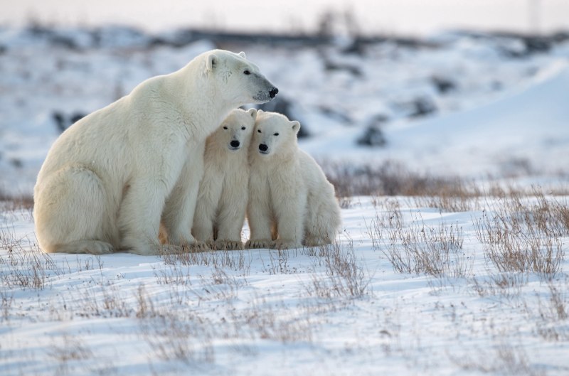 Белые медведи в Арктике