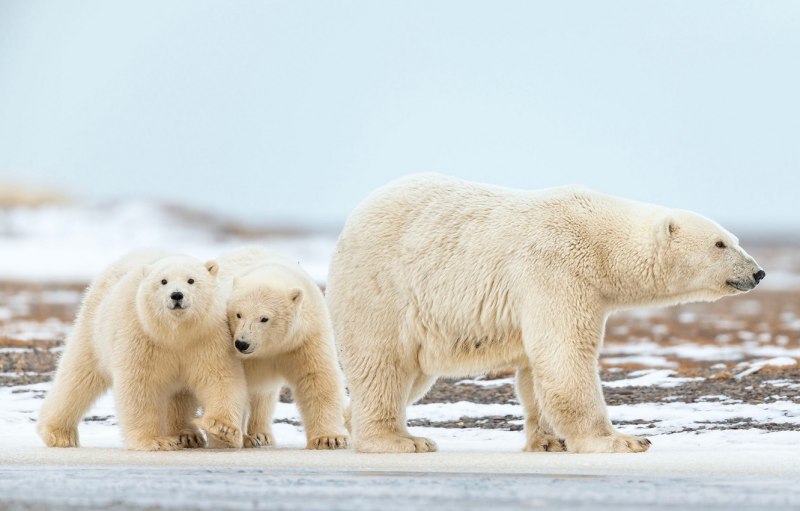 Белый медведь ЯНАО