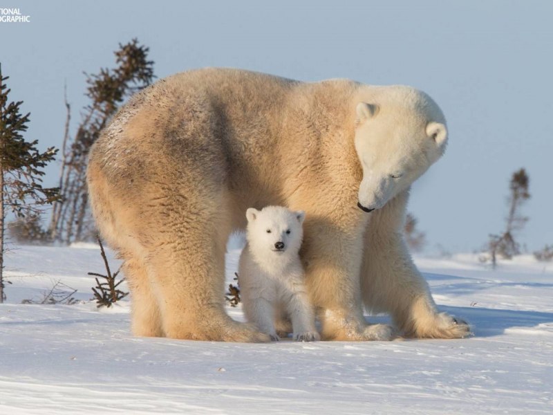 Полярный медведь National Geographic