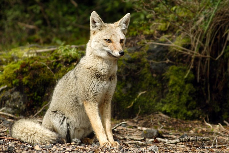 Пампасская лисица