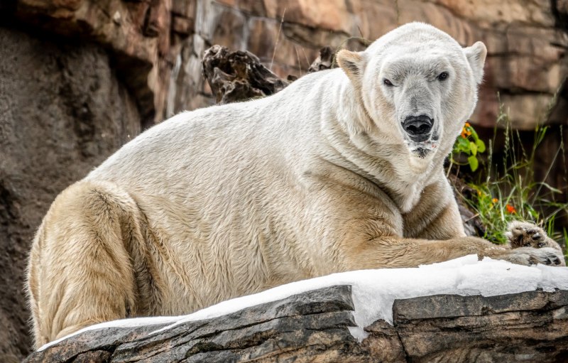 Белый медведь хищник