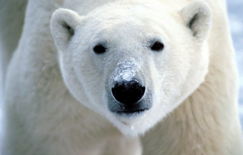 Белый медведь морда