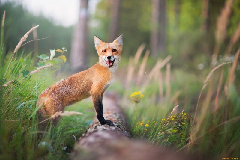 Дальневосточный морской заповедник енотовидная собака