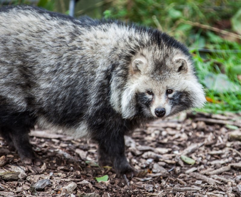 Енотовидная собака