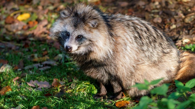 Лиса в природе