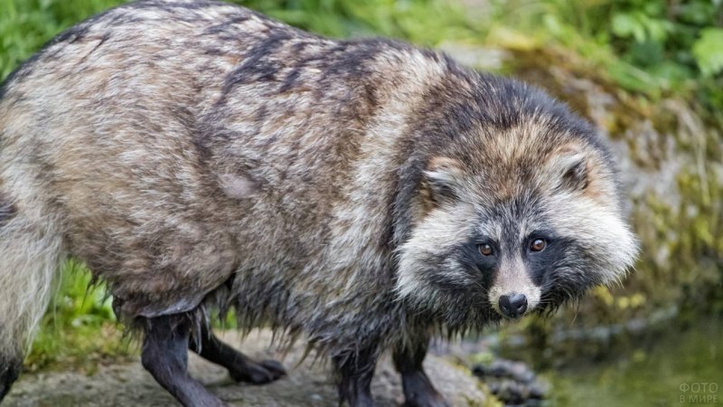 Енотовидная собака