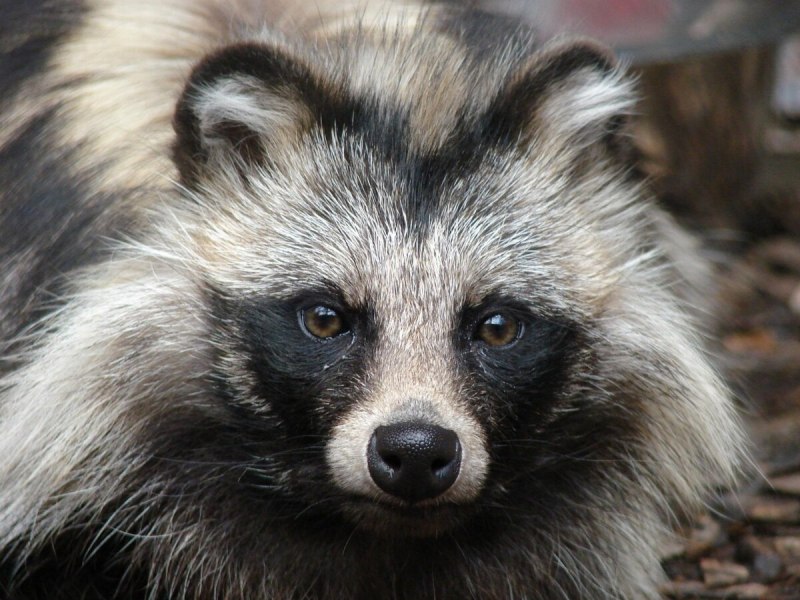 Швейцарская лиса