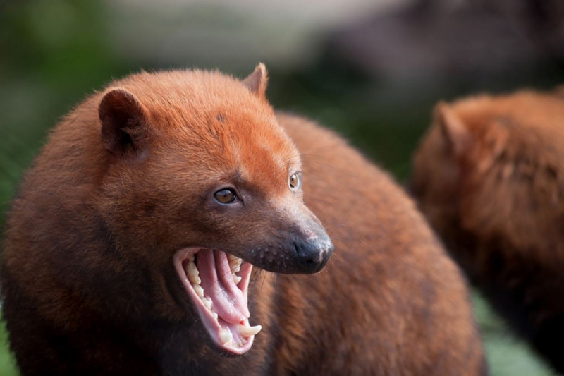 Енотовидная собака Тануки