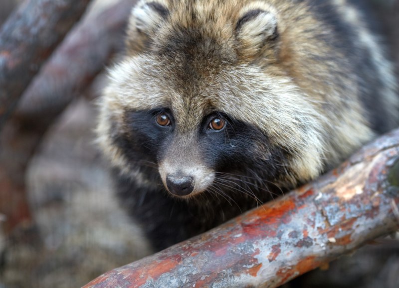 Енотовидная собака