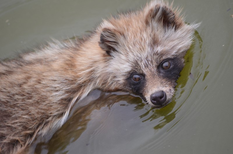 Енотовидная Уссурийская лиса