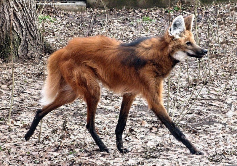 Дальневосточный морской заповедник енотовидная собака