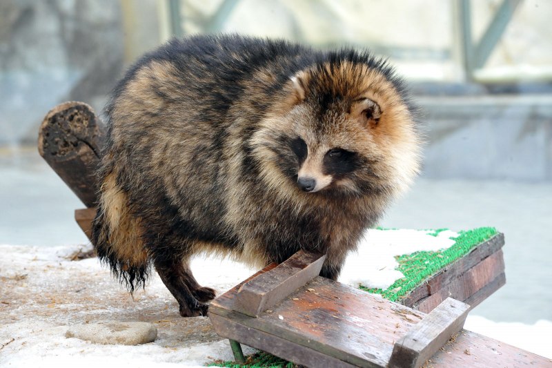 Енотовидная собака Тануки