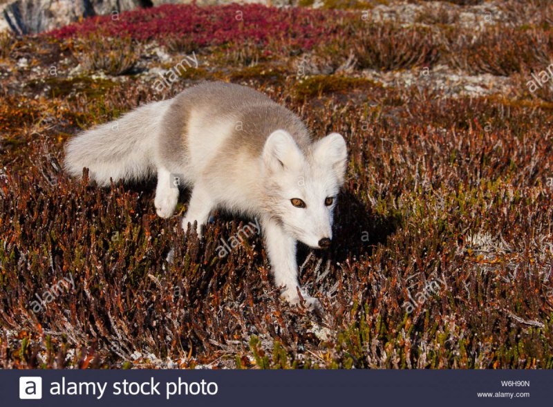 Бразильская кустарниковая собака