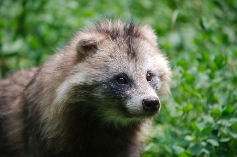 Енотовидная собака