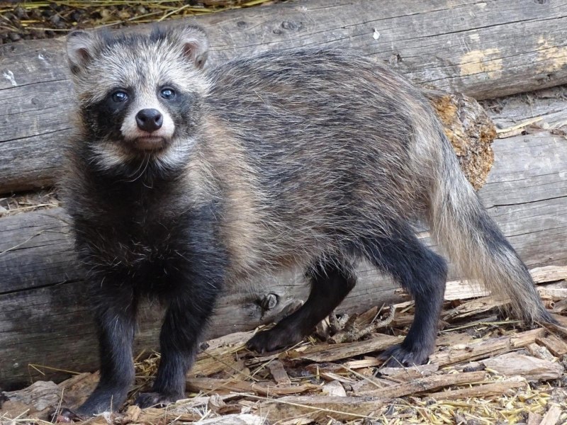 Енотовидная собака Тануки альбинос