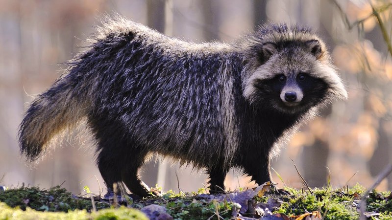 Животные Ростовской области лиса