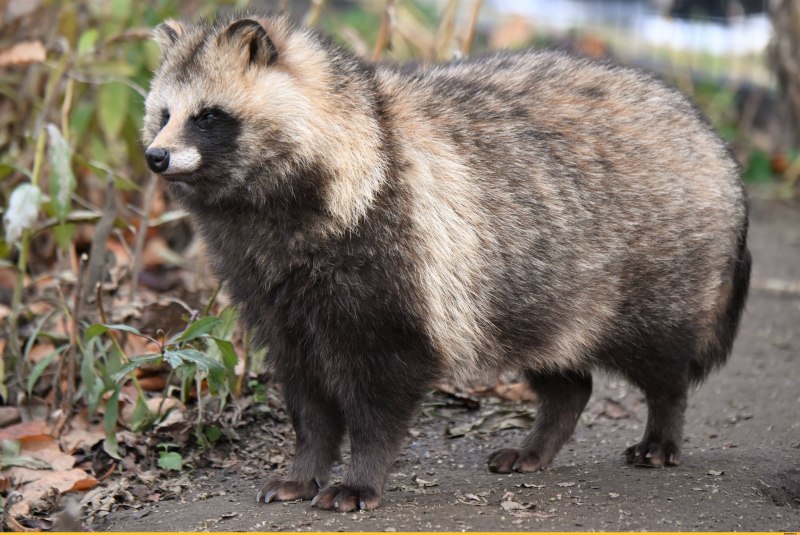 Койот Северной Америки