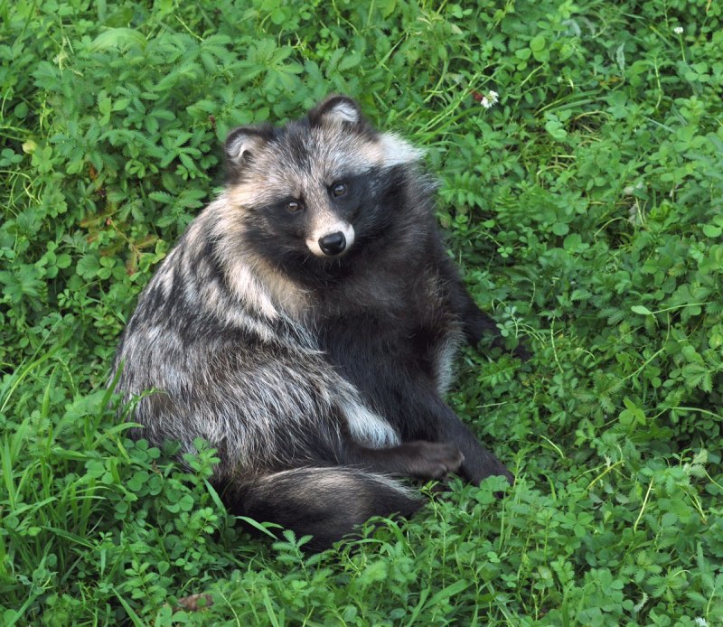 Обыкновенная лисица (рыжая лисица)