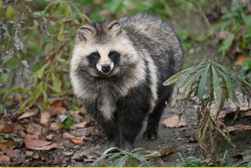 Уссурийская енотовидная собака