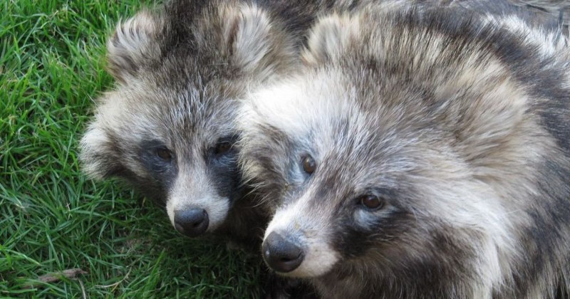 Гималайская красная Панда