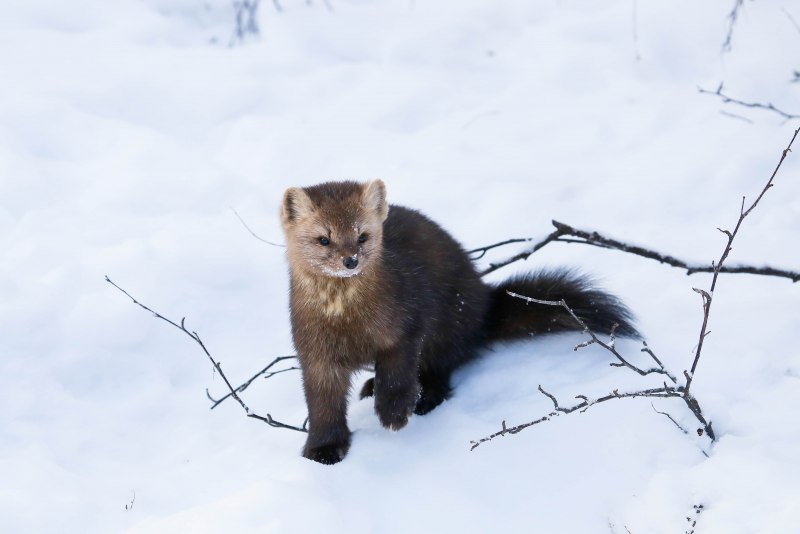 Соболь зверек