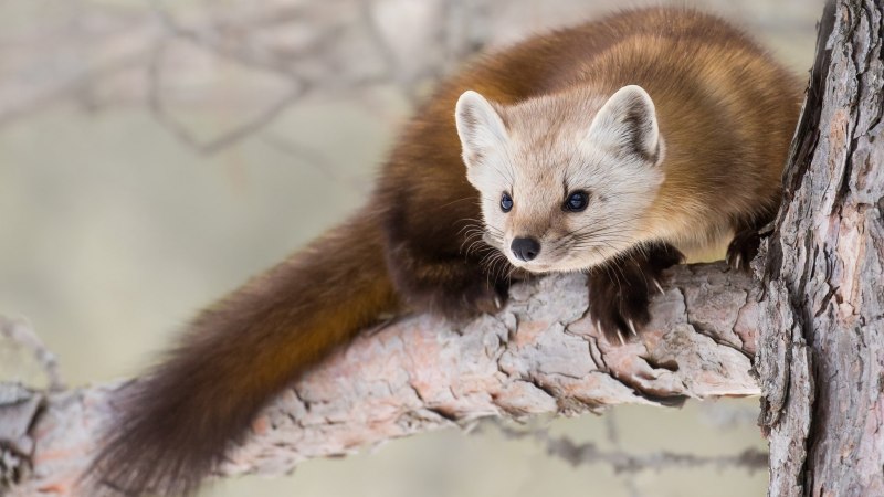 Лесная куница