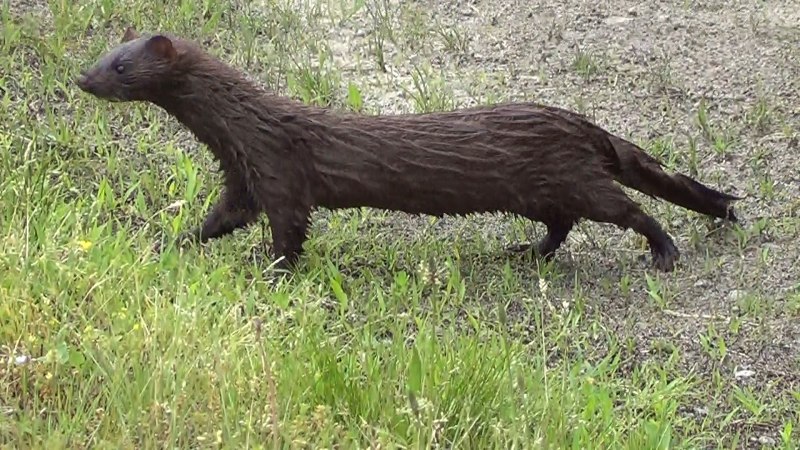 Nijole шуба Соболь