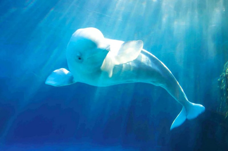 Полярный Дельфин Белуха