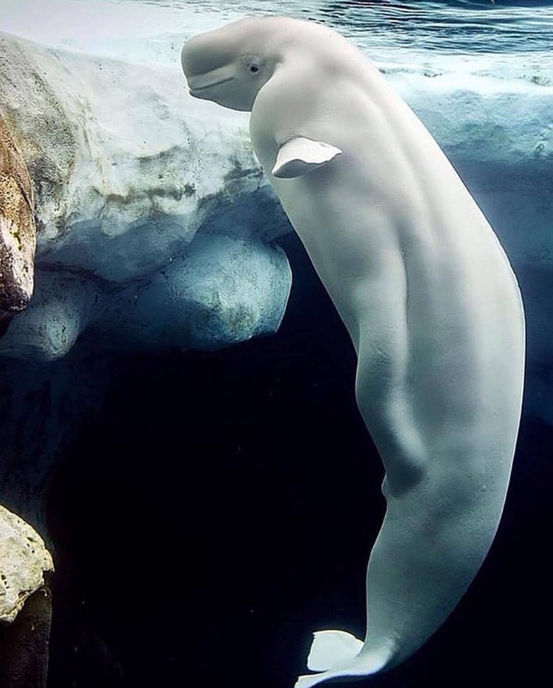 Полярный Дельфин Белуха