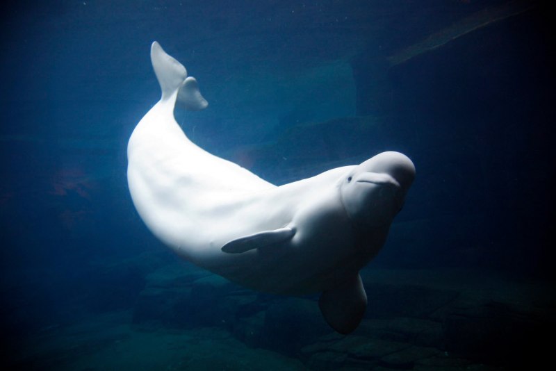 Белый Полярный кит Белуха