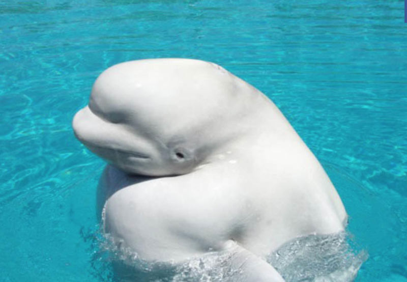 Беломорская Белуха