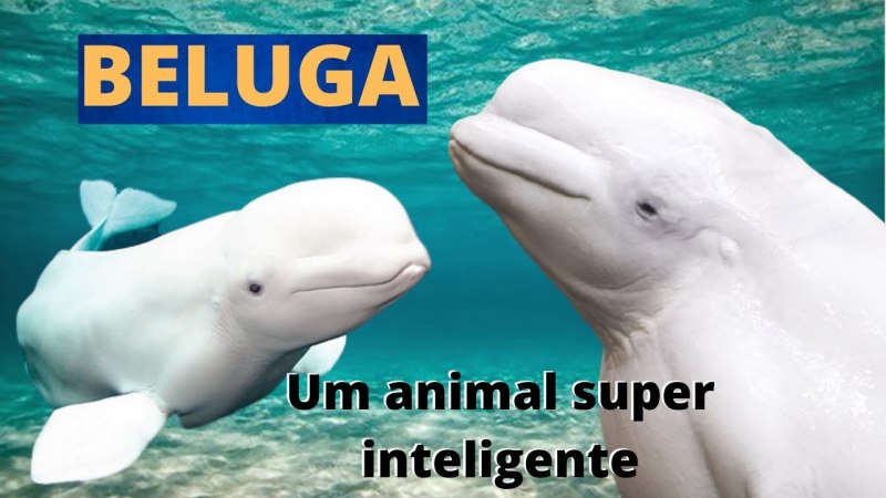 Дельфины-Белухи в белом море