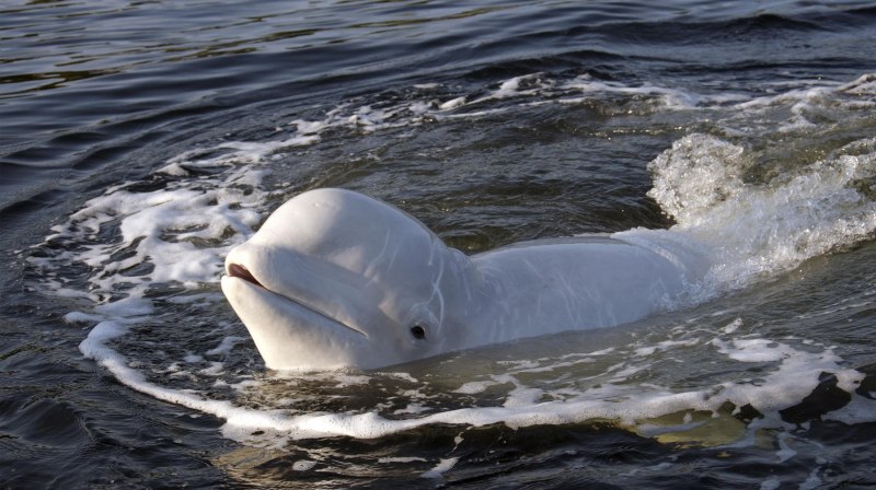 Белуха зубатый кит