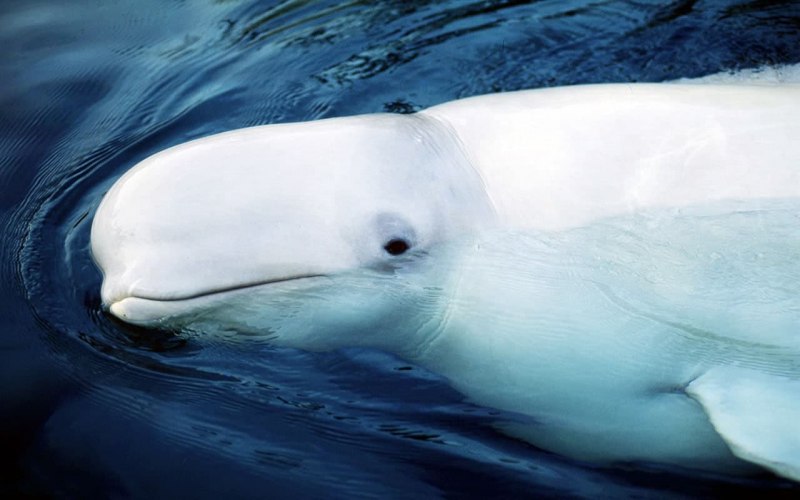 Морские млекопитающие Белуха