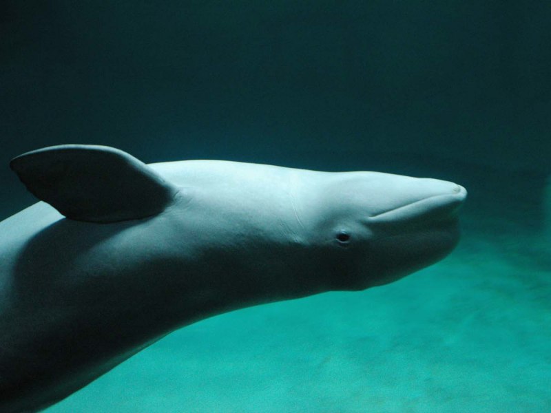 Хвост белуги