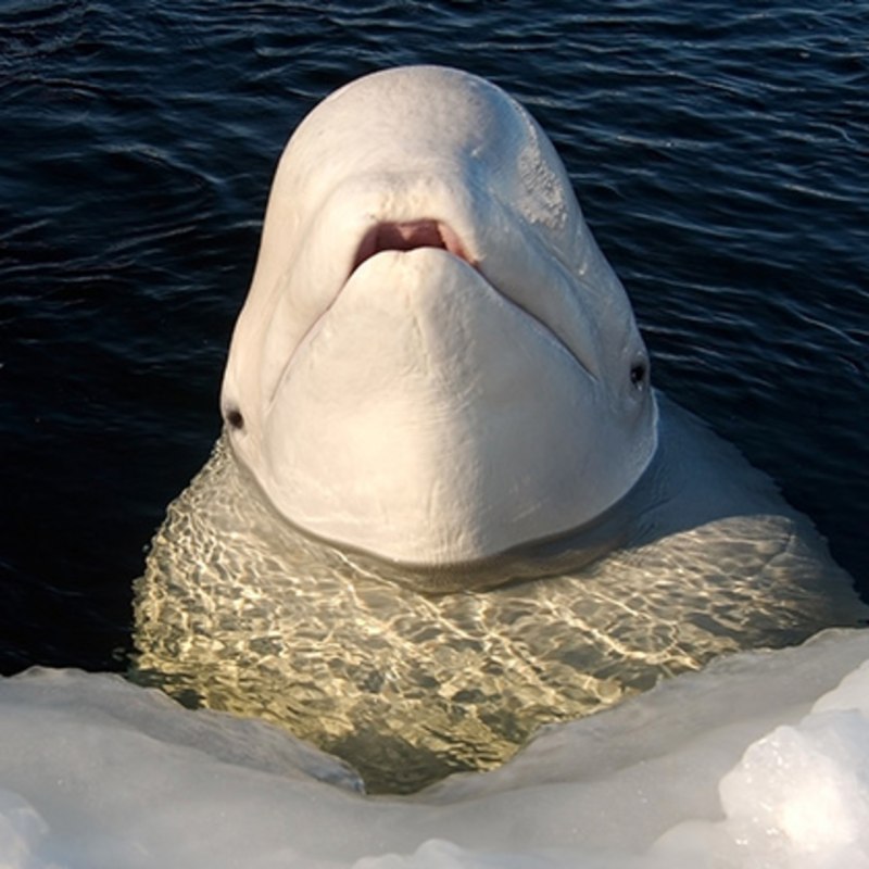 Белуга белая рыба