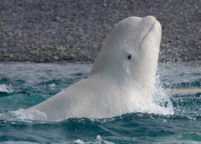 Дельфин альбинос